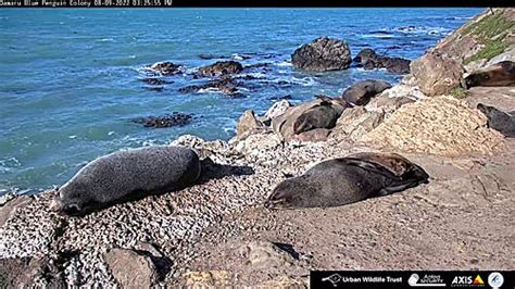 Oamaru Blue Penguin Colony Webcam, Otago, New Zealand.